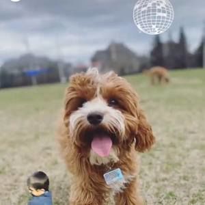 Meet your Posher, Alicia